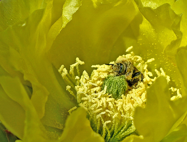 Pollination Pool