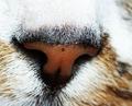 got a nose for it