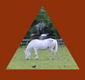 M'orse