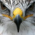Ferruginous Hawk