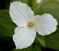 Trillium