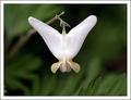 Dutchman's Breeches (Dicentra cucullaria)