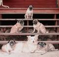 My circle of friends..........a pyramid of Pugs