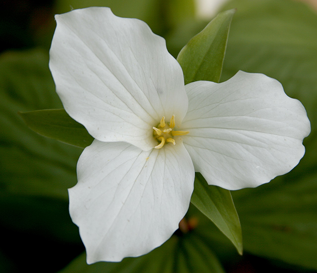 Trillium