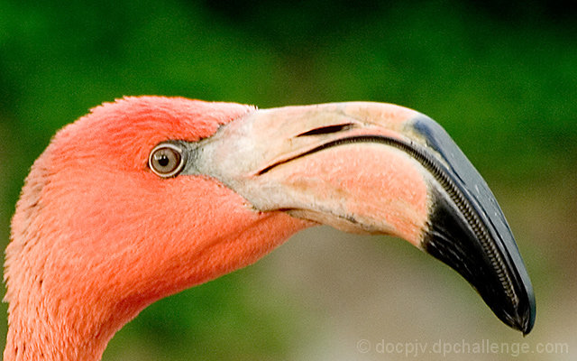 Triangular Beak