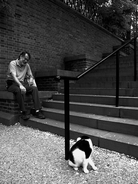 Man Cat and Stairs