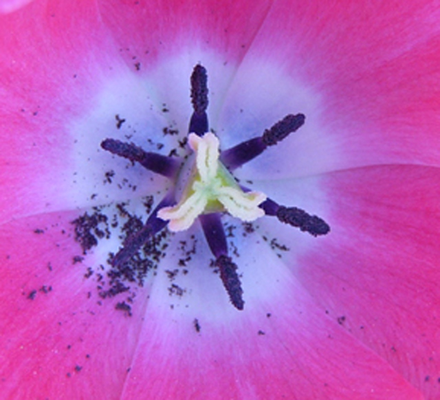 triangle flower