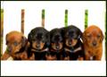 five little pups
