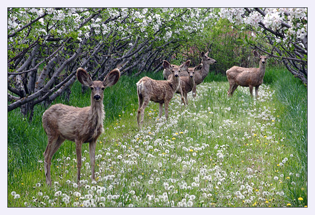 Bambi and Flower