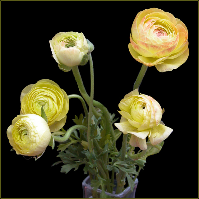 Yellow Ranunculus