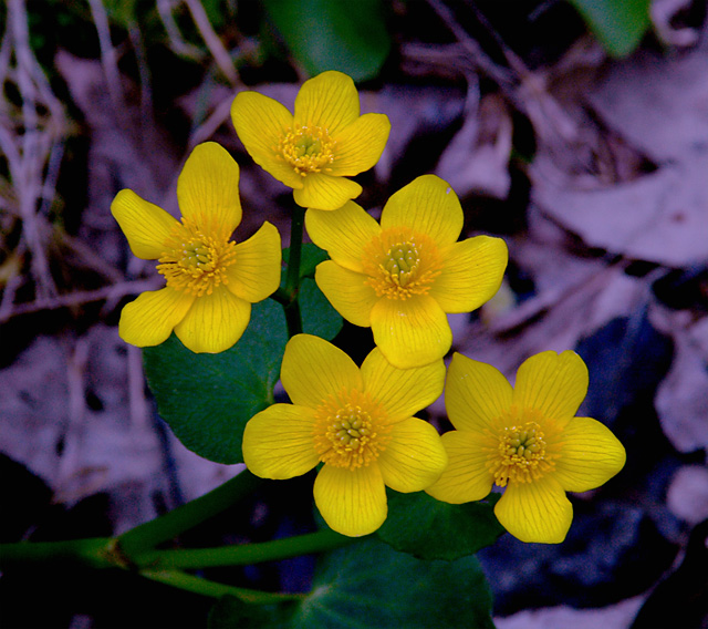 Five wild flowers that have five petals