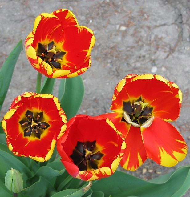 5 tulips