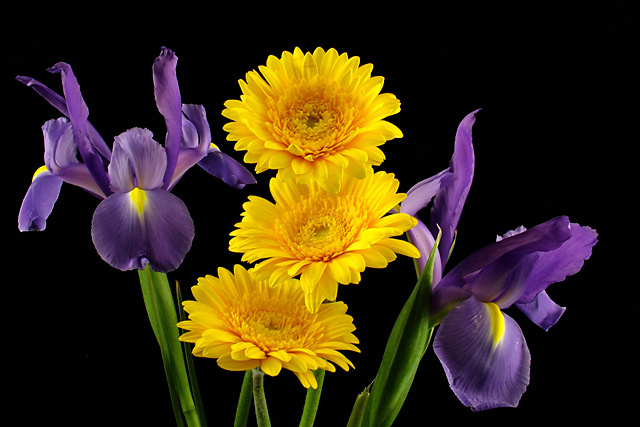 Gerbera and Iris