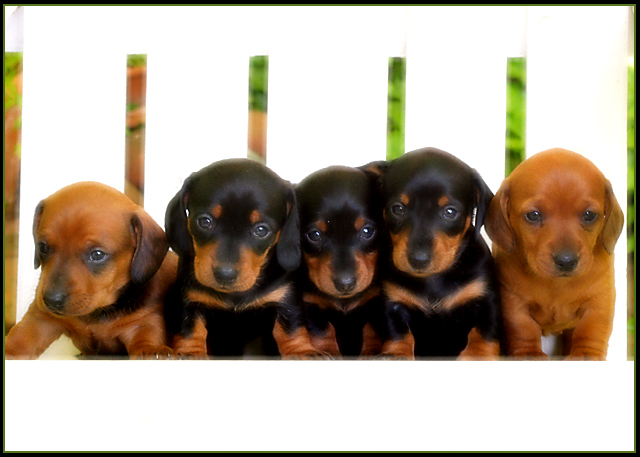 five little pups