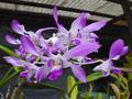 Hilo, Hawaii. The Orchid Capital of the World