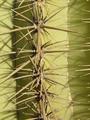 Arizona's Saguaro