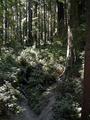 Sequoia Park on the Redwood Coast of Northern California