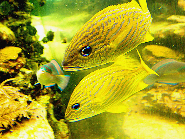 Daylight On a Florida Reef