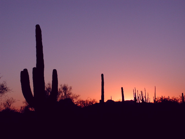 Sonoran Sunset