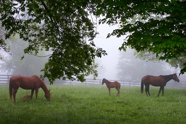 A foggy morning in Kentucky