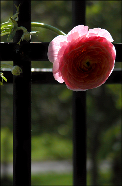 Pink Bloom