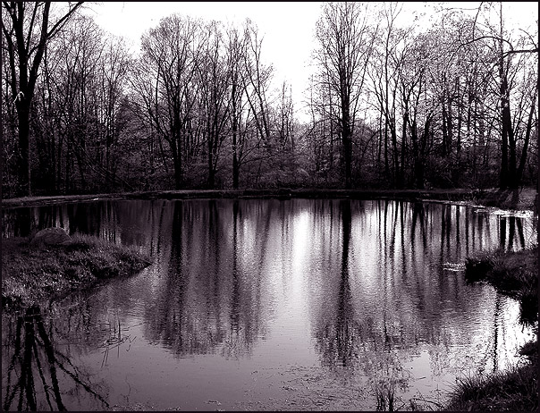 Backwoods Pond