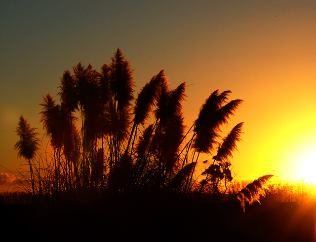 Pampas sunset