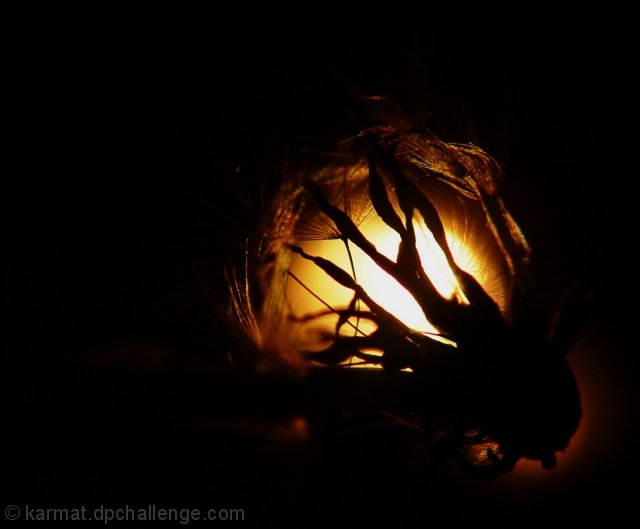 Entrapped