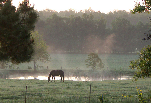 Waking Up.......Ponds A Steaming......Nothing Better