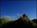 Apple, grass and sky