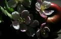 Apple with Blossoms