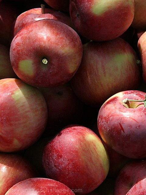 Apples for Harvest