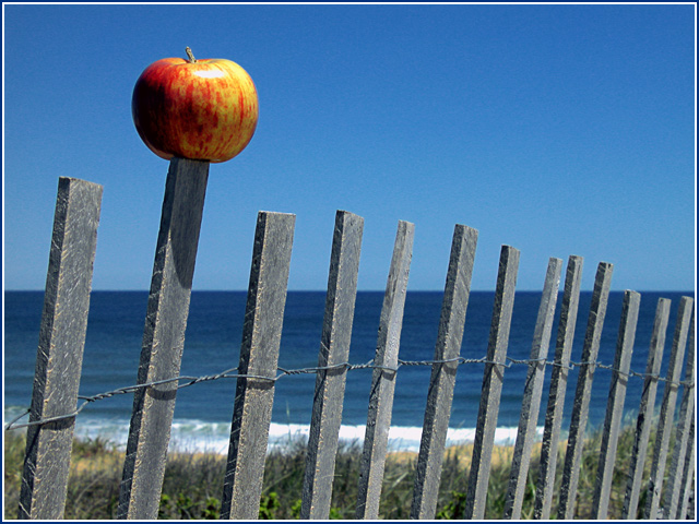 Fence & Apple — Nauset Beach