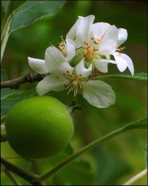 An Apple in the Beginning