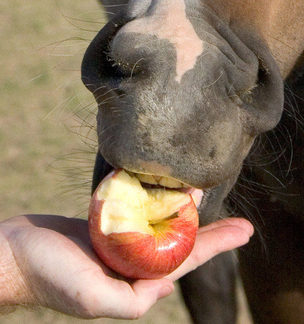 Tasty Treat