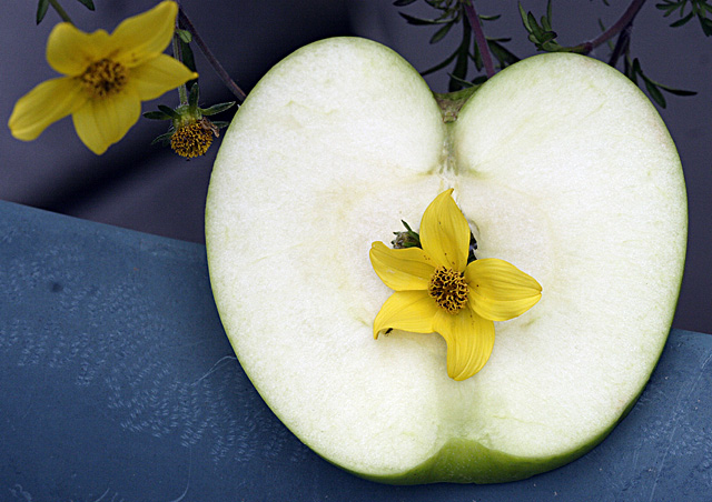 Apple in Springtime