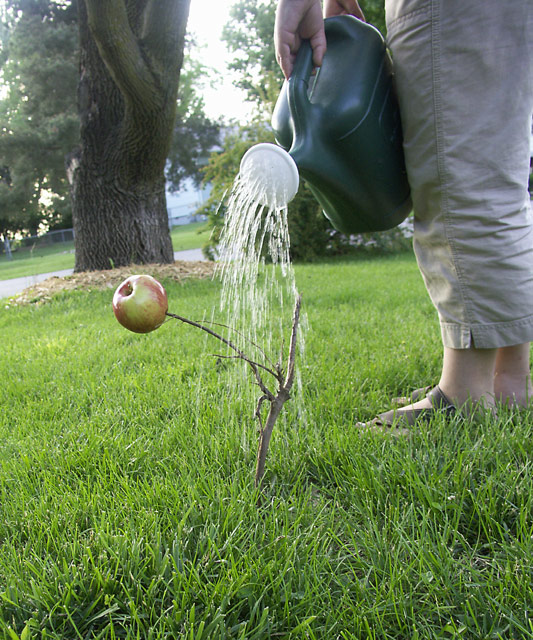 Apple Tree