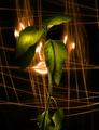 Light is Life