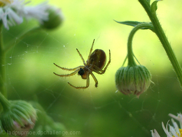 Garden Spider