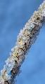 Salt Crystals
