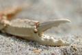 Sand Crab