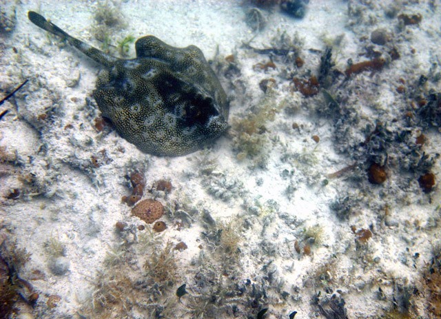 Sandy ocean floor full of life