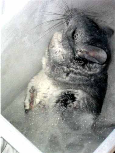Dust Bath