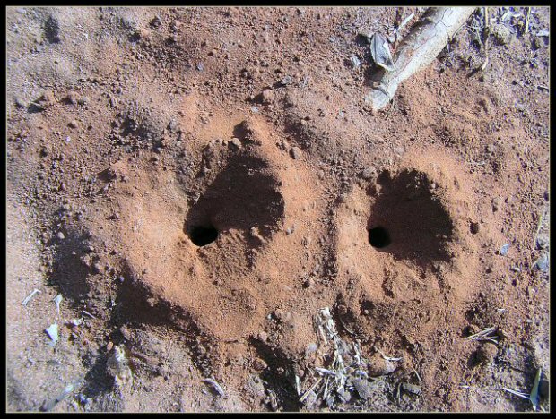 Ant Doorways