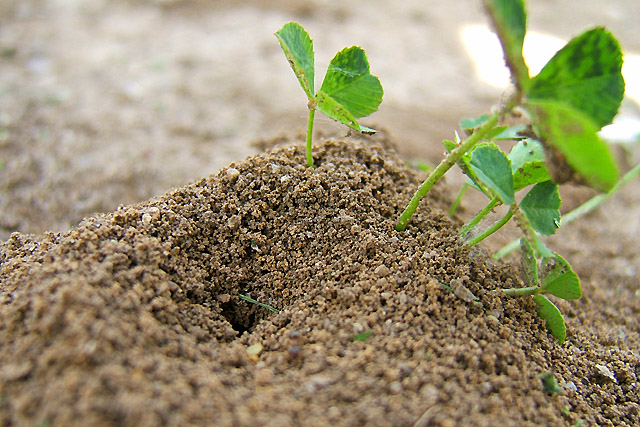 An Ant Hill with no Ants