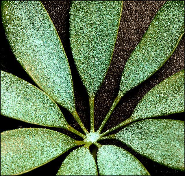 sweet leaf