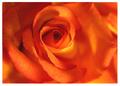 Rose of Fire