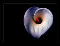Love in Bloom