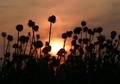 Southern Sunset