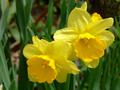 dafadills